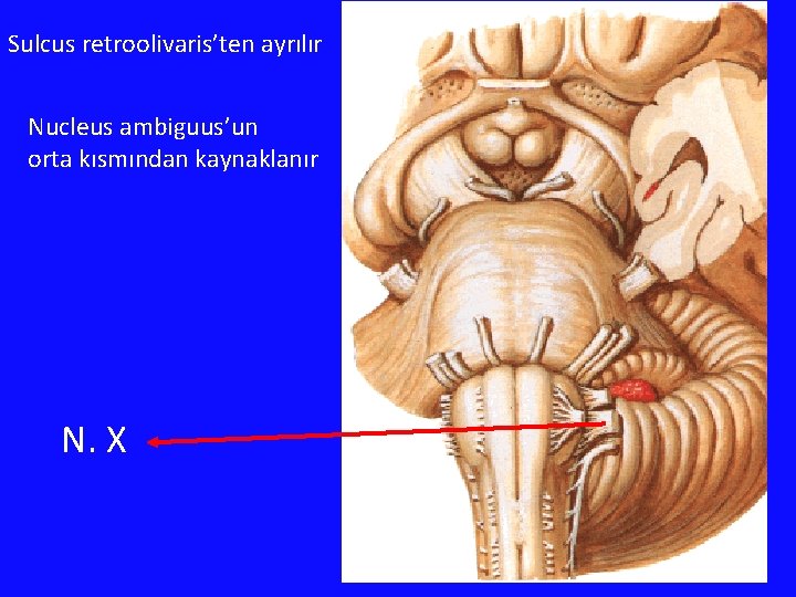 Sulcus retroolivaris’ten ayrılır Nucleus ambiguus’un orta kısmından kaynaklanır N. X 