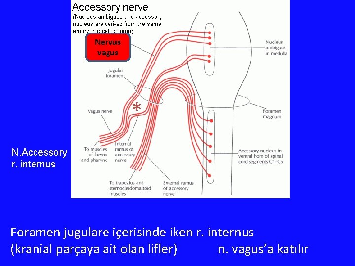 Nervus vagus * N. Accessory r. internus Foramen jugulare içerisinde iken r. internus (kranial