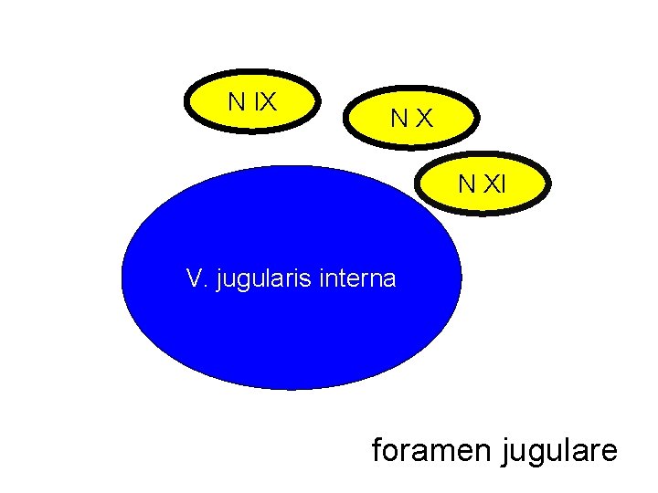 N IX NX N XI V. jugularis interna foramen jugulare 