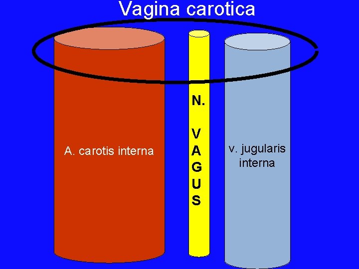 Vagina carotica N. A. carotis interna V A G U S v. jugularis interna