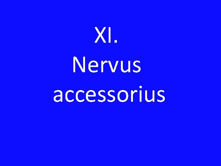 XI. Nervus accessorius 