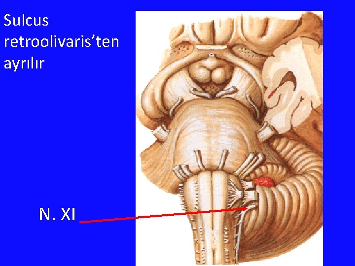 Sulcus retroolivaris’ten ayrılır N. XI 