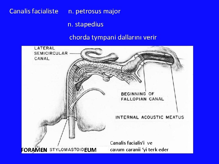 Canalis facialiste n. petrosus major n. stapedius chorda tympani dallarını verir FORAMEN EUM Canalis