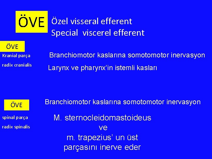 ÖVE Özel visseral efferent Special viscerel efferent ÖVE Kranial parça Branchiomotor kaslarına somotor inervasyon