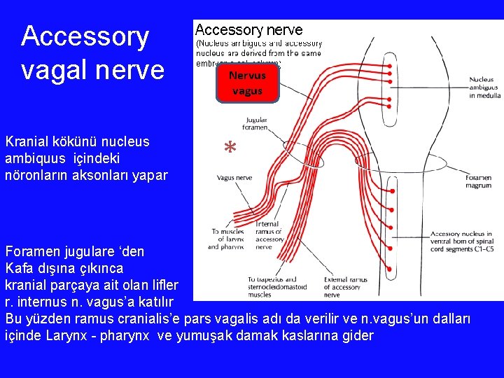 Accessory vagal nerve Kranial kökünü nucleus ambiquus içindeki nöronların aksonları yapar Nervus vagus *