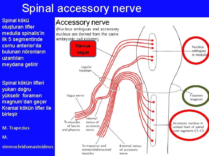 Spinal accessory nerve Spinal kökü oluşturan lifler medulla spinalis’in ilk 5 segmentinde cornu anterior’da