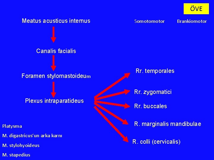 ÖVE Meatus acusticus internus Somotor Brankiomotor Canalis facialis Foramen stylomastoideum Rr. temporales Rr. zygomatici