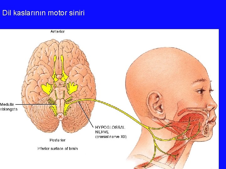 Dil kaslarının motor siniri 