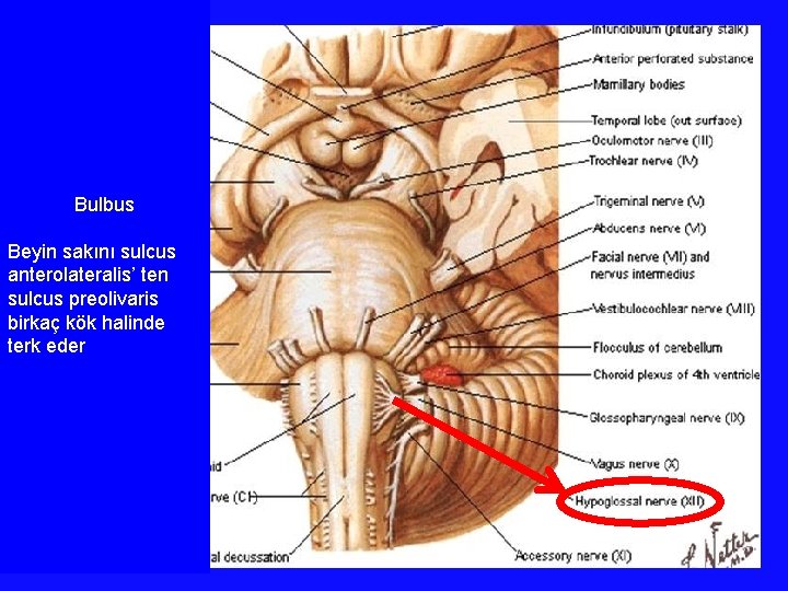 Bulbus Beyin sakını sulcus anterolateralis’ ten sulcus preolivaris birkaç kök halinde terk eder 