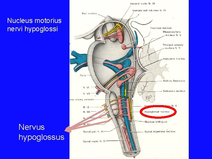 Nucleus motorius nervi hypoglossi Nervus hypoglossus 