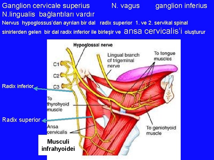 Ganglion cervicale superius N. lingualis bağlantıları vardır N. vagus ganglion inferius Nervus hypoglossus’dan ayrılan Ganglion cervicale superius N. lingualis bağlantıları vardır N. vagus ganglion inferius Nervus hypoglossus’dan ayrılan