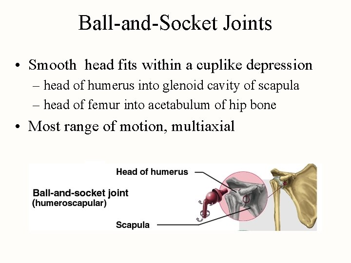 Ball-and-Socket Joints • Smooth head fits within a cuplike depression – head of humerus