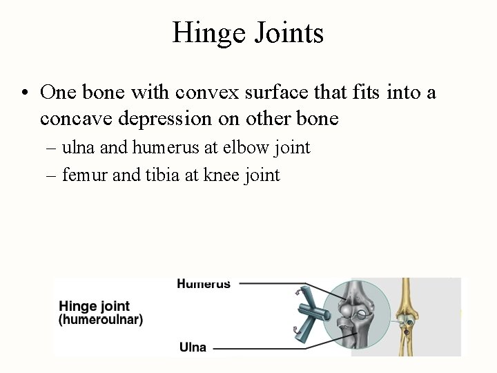 Hinge Joints • One bone with convex surface that fits into a concave depression