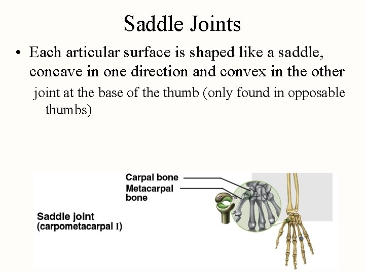 Saddle Joints • Each articular surface is shaped like a saddle, concave in one