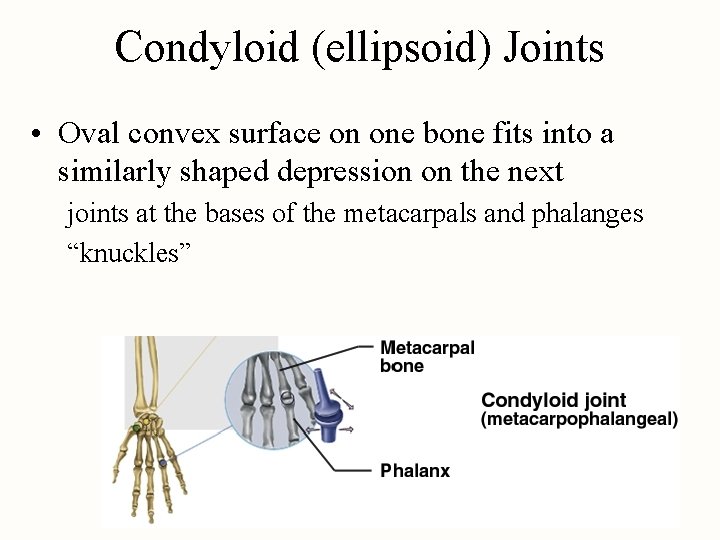 Condyloid (ellipsoid) Joints • Oval convex surface on one bone fits into a similarly