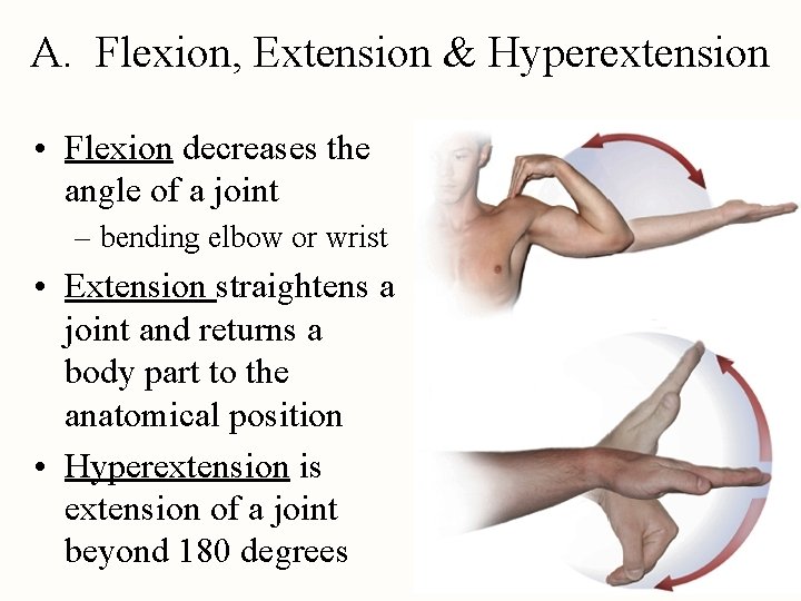 A. Flexion, Extension & Hyperextension • Flexion decreases the angle of a joint –