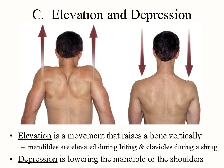 C. Elevation and Depression • Elevation is a movement that raises a bone vertically