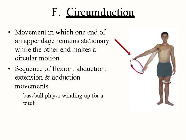 F. Circumduction • Movement in which one end of an appendage remains stationary while