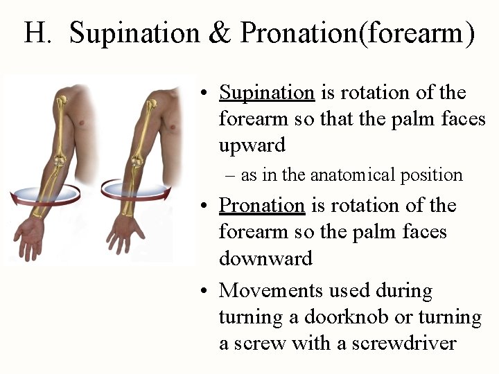 H. Supination & Pronation(forearm) • Supination is rotation of the forearm so that the