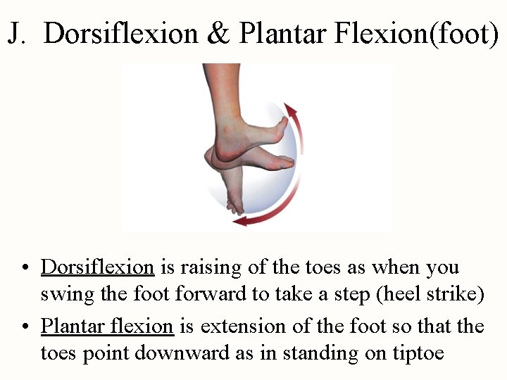 J. Dorsiflexion & Plantar Flexion(foot) • Dorsiflexion is raising of the toes as when