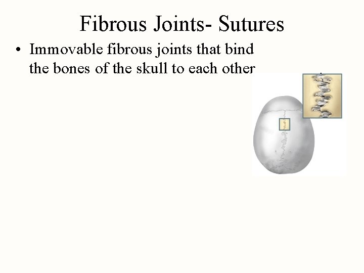 Fibrous Joints- Sutures • Immovable fibrous joints that bind the bones of the skull