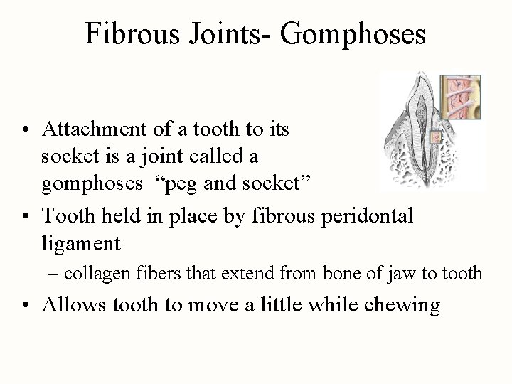 Fibrous Joints- Gomphoses • Attachment of a tooth to its socket is a joint