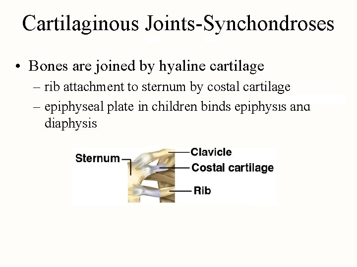 Cartilaginous Joints-Synchondroses • Bones are joined by hyaline cartilage – rib attachment to sternum