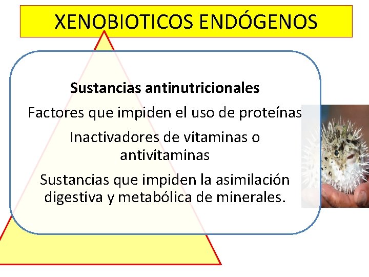 XENOBIOTICOS ENDÓGENOS Sustancias antinutricionales Factores que impiden el uso de proteínas Inactivadores de vitaminas XENOBIOTICOS ENDÓGENOS Sustancias antinutricionales Factores que impiden el uso de proteínas Inactivadores de vitaminas