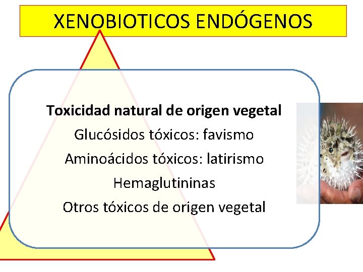 XENOBIOTICOS ENDÓGENOS Toxicidad natural de origen vegetal Glucósidos tóxicos: favismo Aminoácidos tóxicos: latirismo Hemaglutininas XENOBIOTICOS ENDÓGENOS Toxicidad natural de origen vegetal Glucósidos tóxicos: favismo Aminoácidos tóxicos: latirismo Hemaglutininas