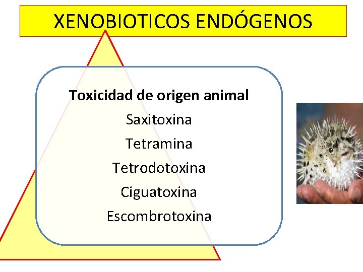 XENOBIOTICOS ENDÓGENOS Toxicidad de origen animal Saxitoxina Tetramina Tetrodotoxina Ciguatoxina Escombrotoxina XENOBIOTICOS ENDÓGENOS Toxicidad de origen animal Saxitoxina Tetramina Tetrodotoxina Ciguatoxina Escombrotoxina
