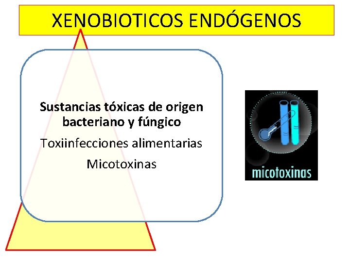 XENOBIOTICOS ENDÓGENOS Sustancias tóxicas de origen bacteriano y fúngico Toxiinfecciones alimentarias Micotoxinas XENOBIOTICOS ENDÓGENOS Sustancias tóxicas de origen bacteriano y fúngico Toxiinfecciones alimentarias Micotoxinas