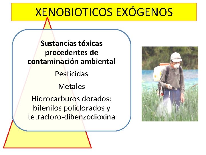 XENOBIOTICOS EXÓGENOS Sustancias tóxicas procedentes de contaminación ambiental Pesticidas Metales Hidrocarburos dorados: bifenilos policlorados XENOBIOTICOS EXÓGENOS Sustancias tóxicas procedentes de contaminación ambiental Pesticidas Metales Hidrocarburos dorados: bifenilos policlorados
