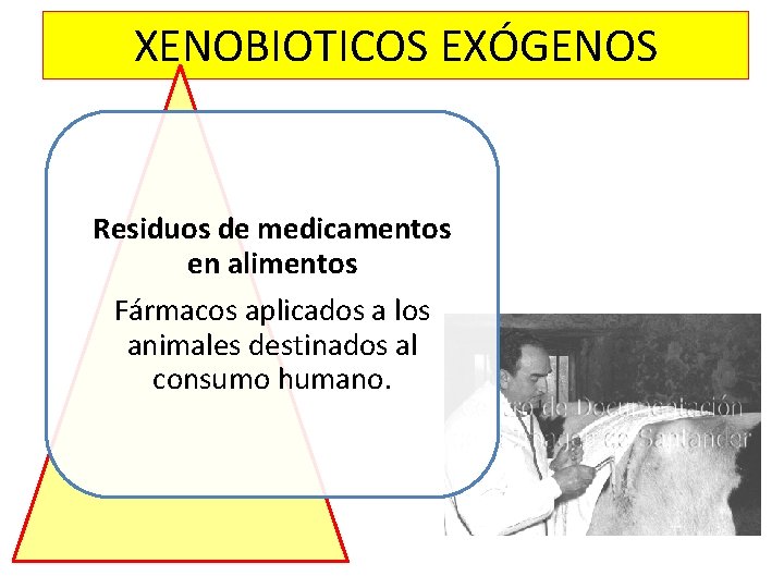 XENOBIOTICOS EXÓGENOS Residuos de medicamentos en alimentos Fármacos aplicados a los animales destinados al XENOBIOTICOS EXÓGENOS Residuos de medicamentos en alimentos Fármacos aplicados a los animales destinados al