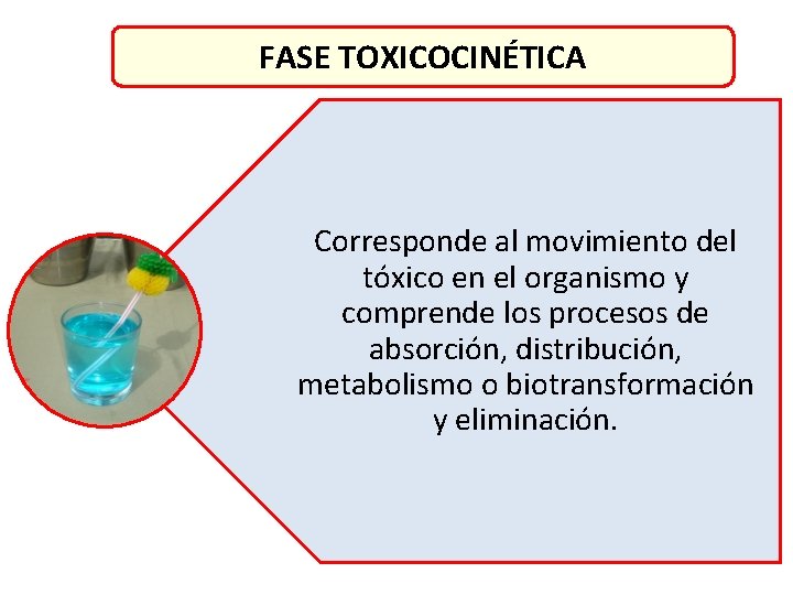 FASE TOXICOCINÉTICA Corresponde al movimiento del tóxico en el organismo y comprende los procesos FASE TOXICOCINÉTICA Corresponde al movimiento del tóxico en el organismo y comprende los procesos