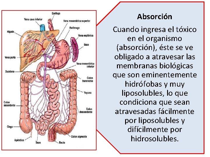 Absorción Cuando ingresa el tóxico en el organismo (absorción), éste se ve obligado a Absorción Cuando ingresa el tóxico en el organismo (absorción), éste se ve obligado a