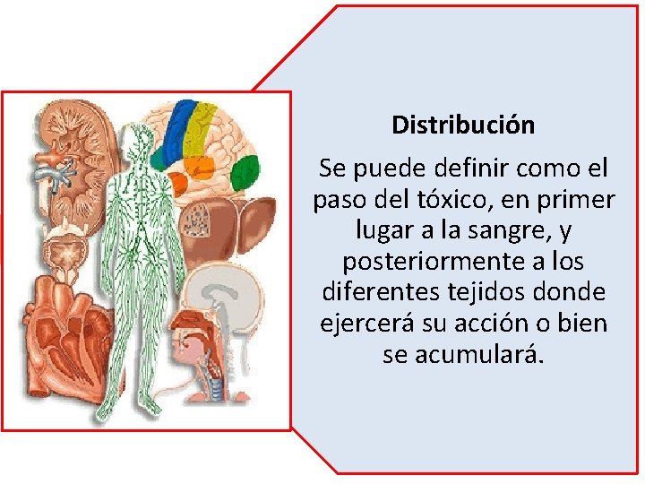 Distribución Se puede definir como el paso del tóxico, en primer lugar a la Distribución Se puede definir como el paso del tóxico, en primer lugar a la