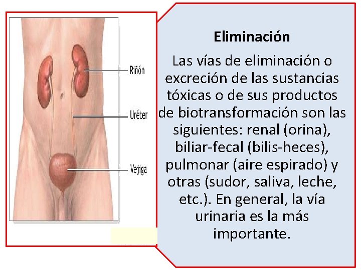 Eliminación Las vías de eliminación o excreción de las sustancias tóxicas o de sus Eliminación Las vías de eliminación o excreción de las sustancias tóxicas o de sus