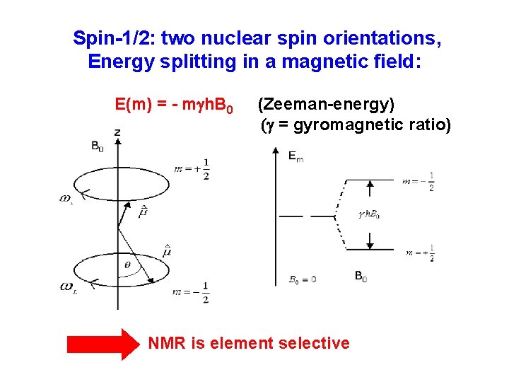 Spin-1/2: two nuclear spin orientations, Energy splitting in a magnetic field: E(m) = -