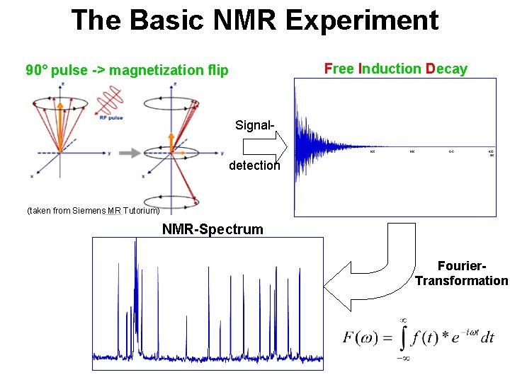 The Basic NMR Experiment Free Induction Decay 90° pulse -> magnetization flip Signaldetection (taken