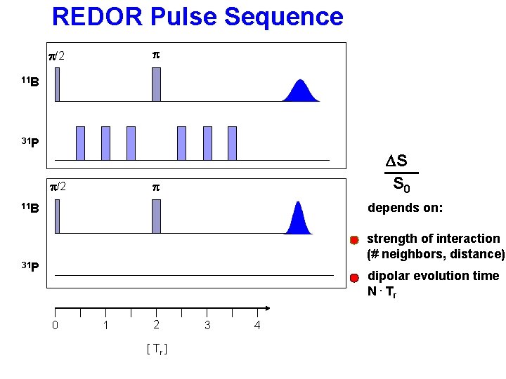 REDOR Pulse Sequence p p/2 11 B 31 P p/2 DS S 0 p