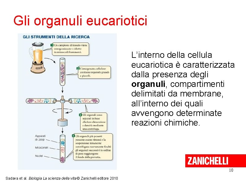 Gli organuli eucariotici L’interno della cellula eucariotica è caratterizzata dalla presenza degli organuli, compartimenti