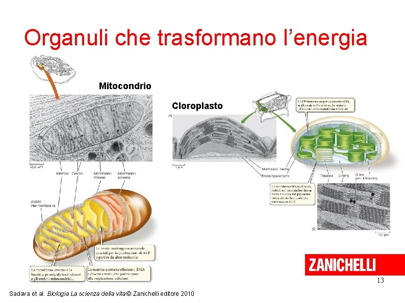 Organuli che trasformano l’energia Mitocondrio Cloroplasto 13 Sadava et al. Biologia La scienza della