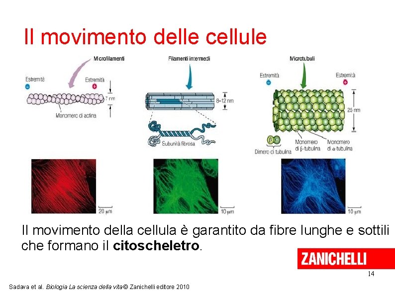 Il movimento delle cellule Il movimento della cellula è garantito da fibre lunghe e