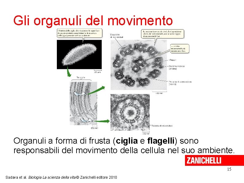 Gli organuli del movimento Organuli a forma di frusta (ciglia e flagelli) sono responsabili