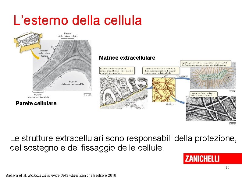 L’esterno della cellula Matrice extracellulare Parete cellulare Le strutture extracellulari sono responsabili della protezione,