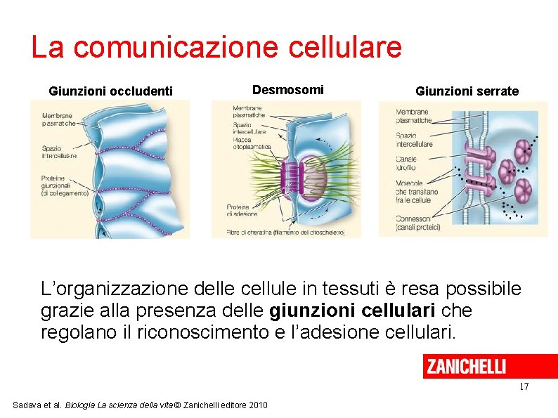 La comunicazione cellulare Giunzioni occludenti Desmosomi Giunzioni serrate L’organizzazione delle cellule in tessuti è