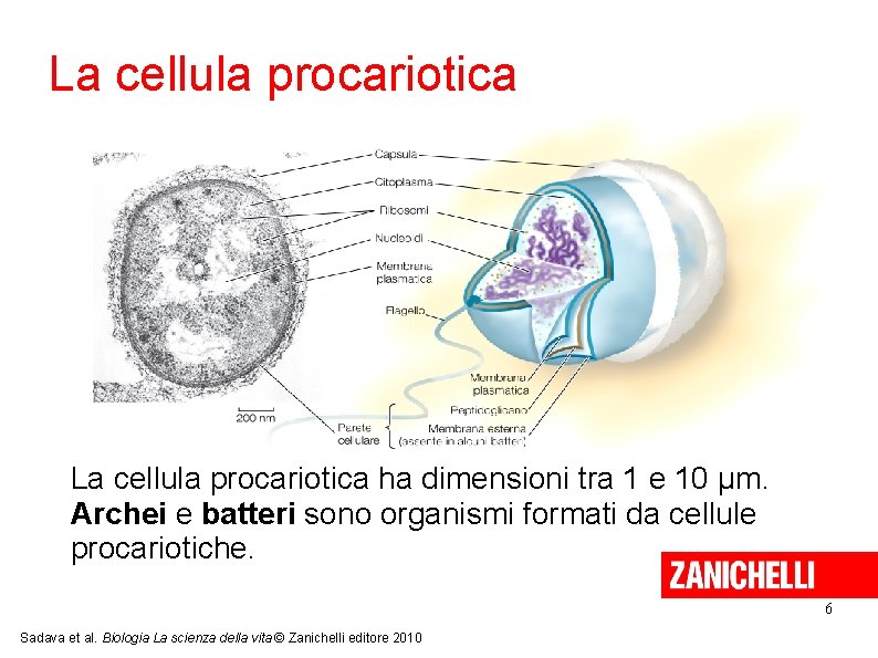 La cellula procariotica ha dimensioni tra 1 e 10 μm. Archei e batteri sono