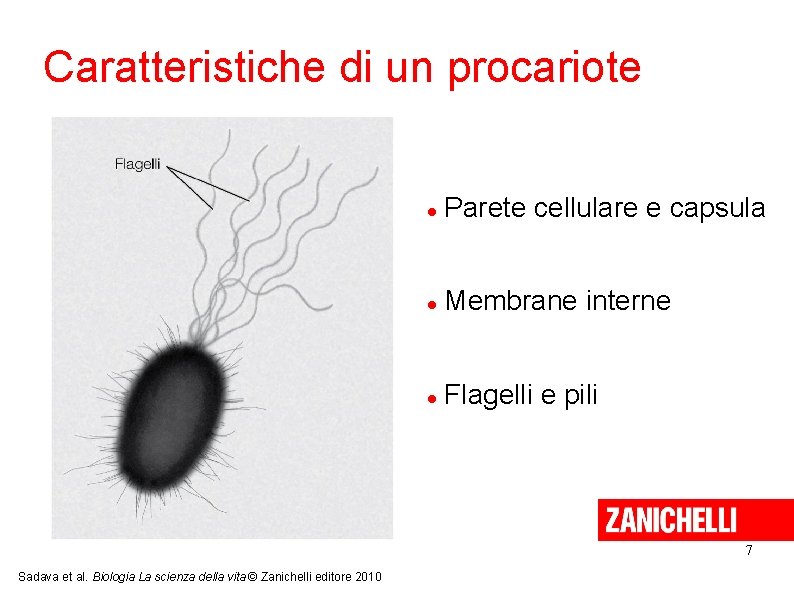 Caratteristiche di un procariote Parete cellulare e capsula Membrane interne Flagelli e pili 7