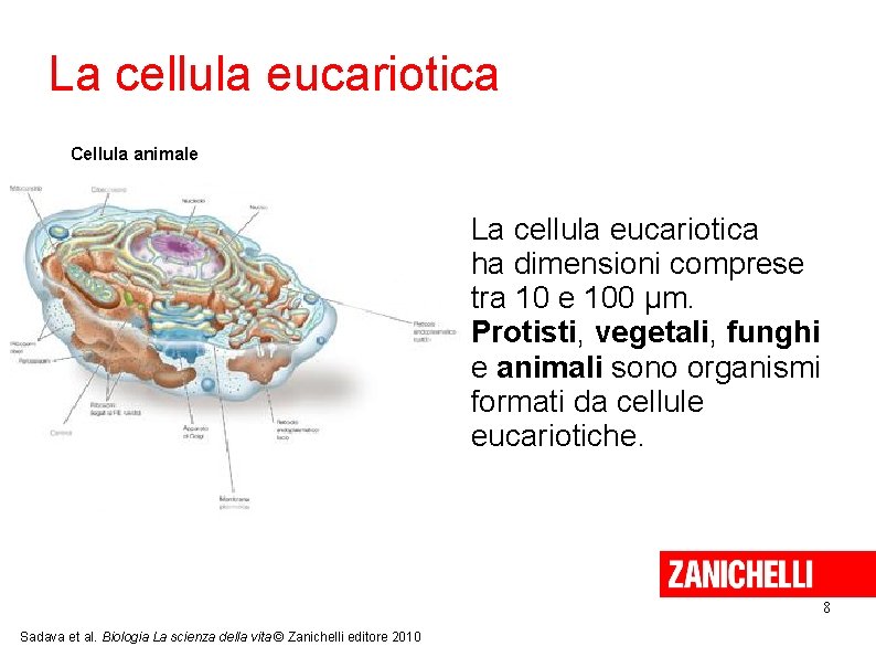 La cellula eucariotica Cellula animale La cellula eucariotica ha dimensioni comprese tra 10 e