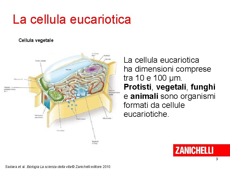 La cellula eucariotica Cellula vegetale La cellula eucariotica ha dimensioni comprese tra 10 e